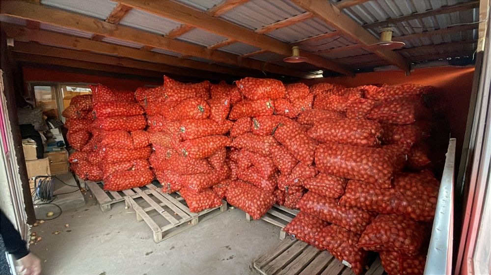 Продам лук оптом