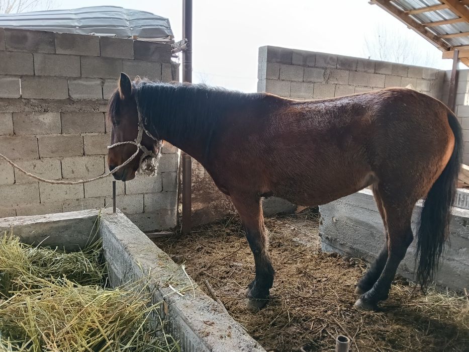 Қысыр бие сатылады!!