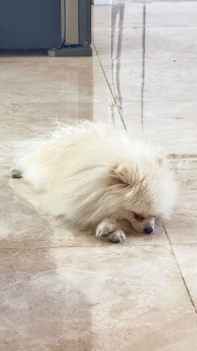 Кобель Померанский шпиц на вязку