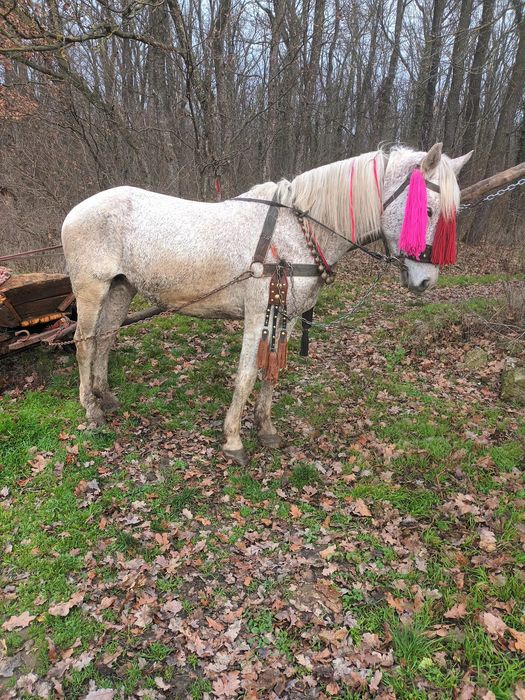 Vând iapa cu tot cu faiton