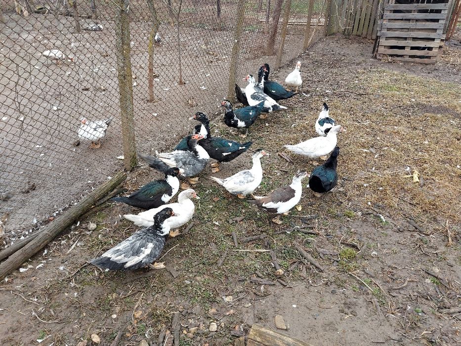 Rață mută de vânzare