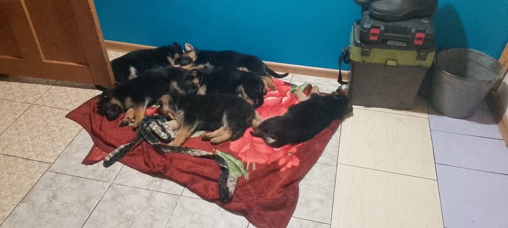 Продам шенят овчарка