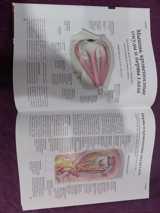 Книга Анатомия человека