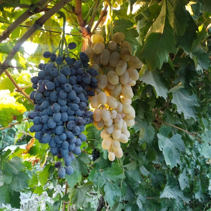 2-3 йиллик узум кучатлари сотилади