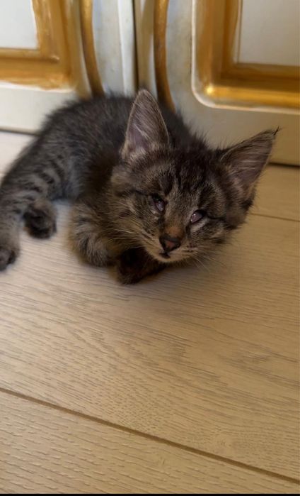 Котенок 2 месяца