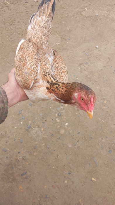 Xonaki tovuq sotiladi