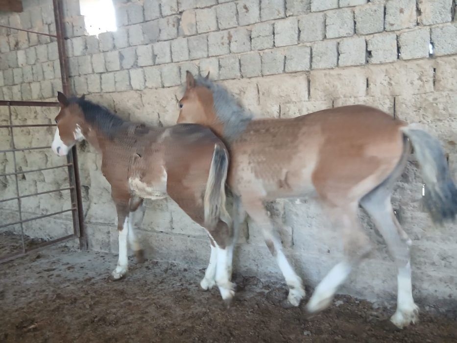 Тайлар бар еркек