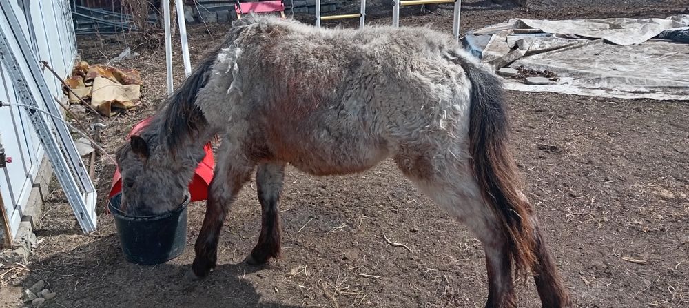 Продам жабағы 10 месяцев