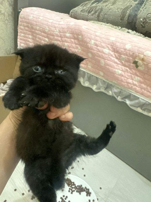 кошки пародистый