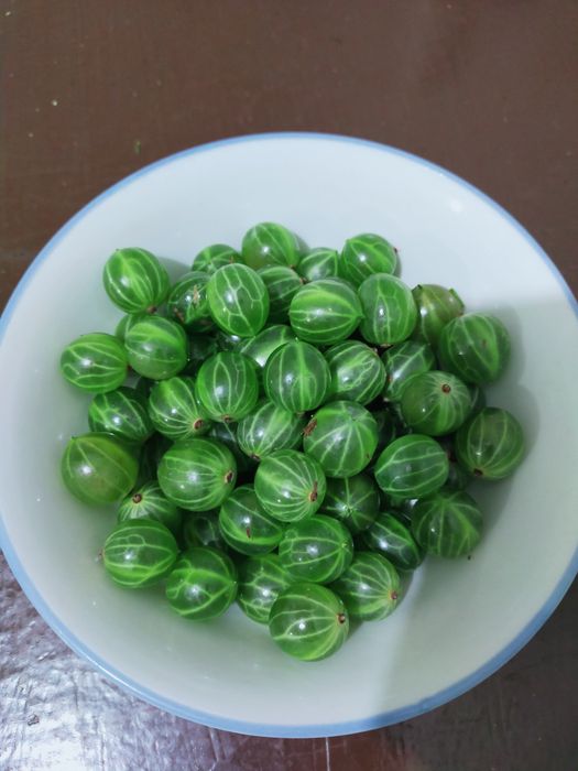 Саженец крыжовника зелёный