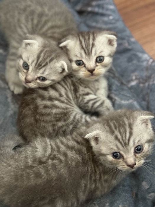 Котята вислоухие