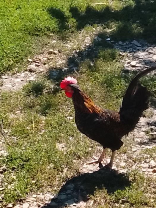 Cocoșei pitici tineri