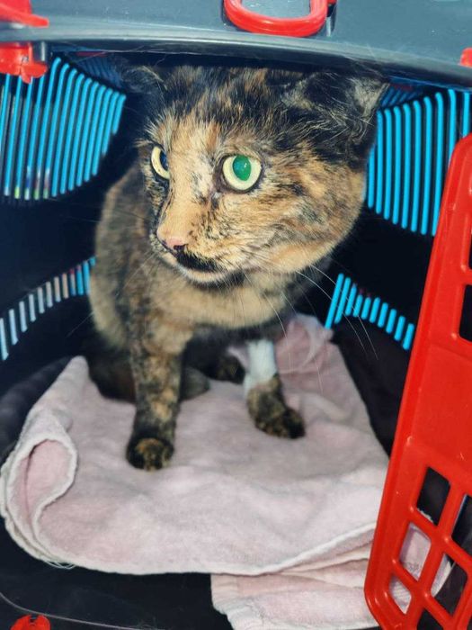 отдам кошку в хорошие руки