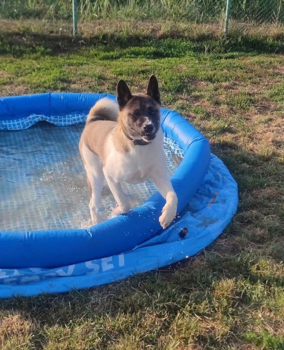 Pensiune canină Bogdan Vodă