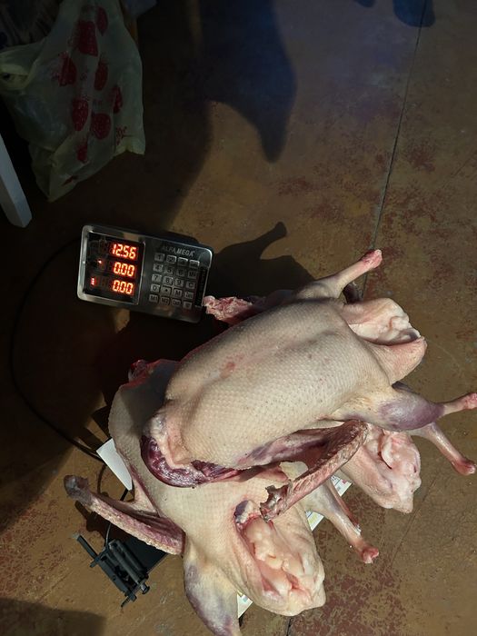 Продам свежие тушки гусей
