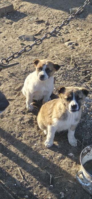 Отдам даром щенков в добрые руки