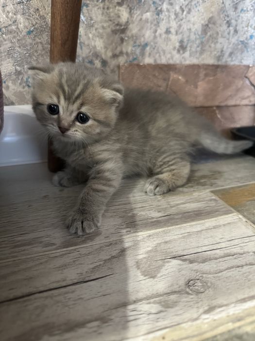 Котята веслоушки