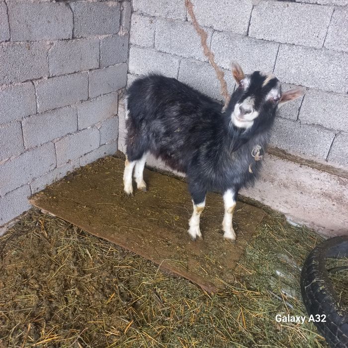 Теке срочна сатылады