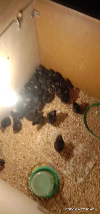 Ухейилюй цыплята