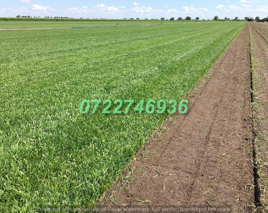 Gazon Natural Dens pentru Amenajări de Lux