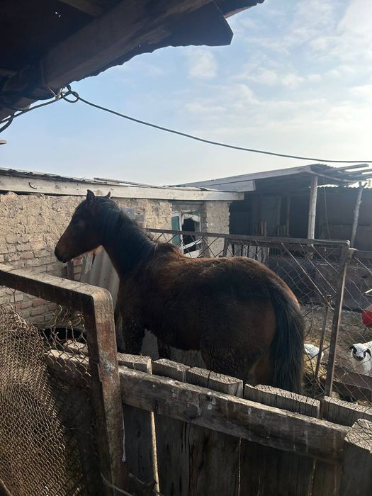 Лошад Құнан шығар ат