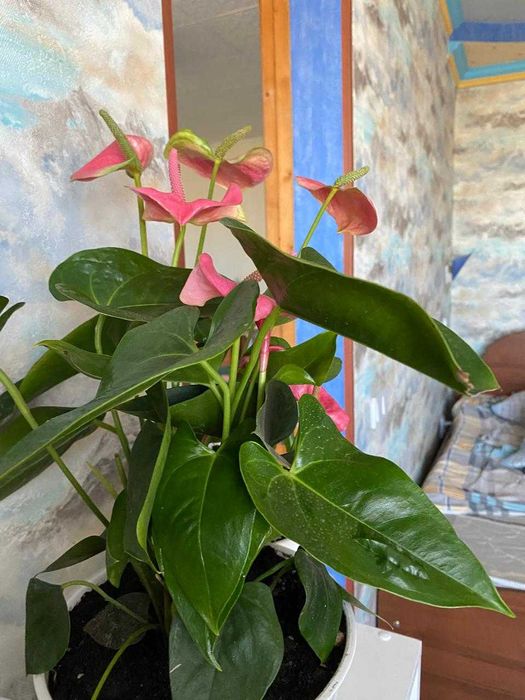 Розовый атуриум.