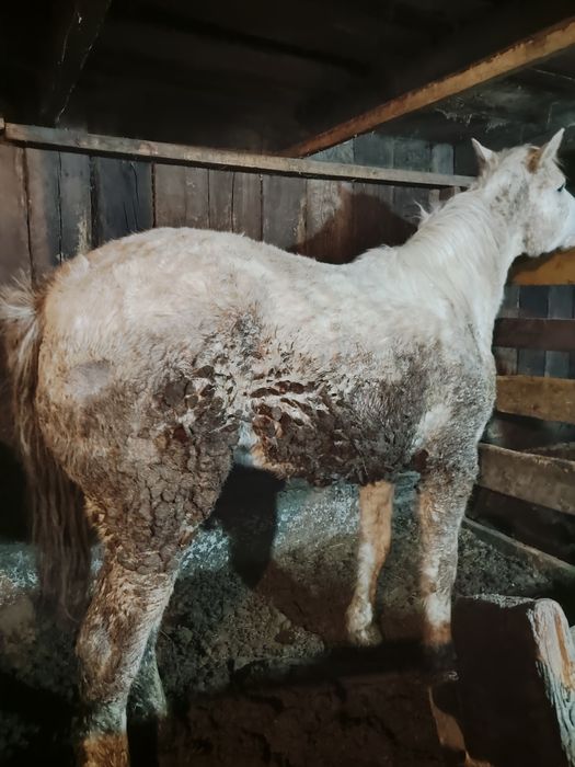 Продам Байтал,Кунан с откорма