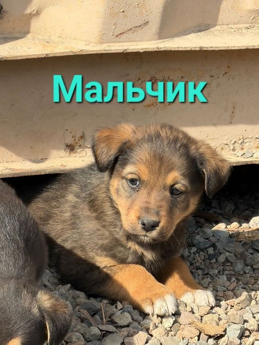 Пристраиваются обаятельные щенки