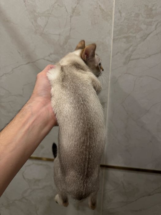Чаузи котенок девочка F4
