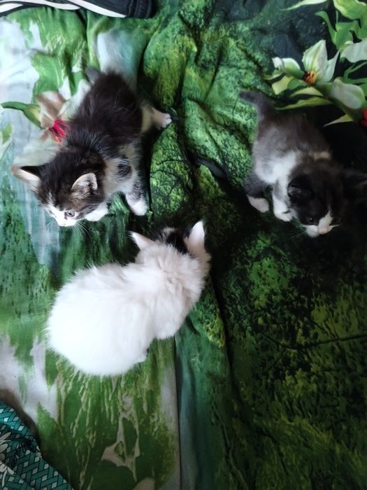Отдам котят в добрые руки