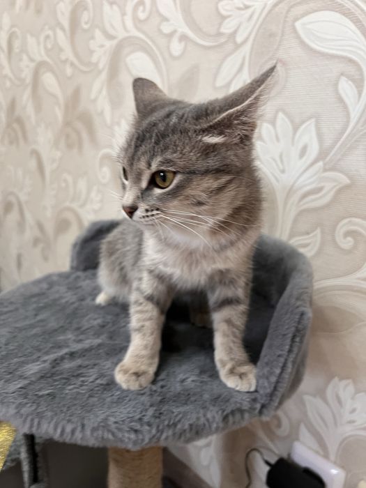 Отдам котенка даром