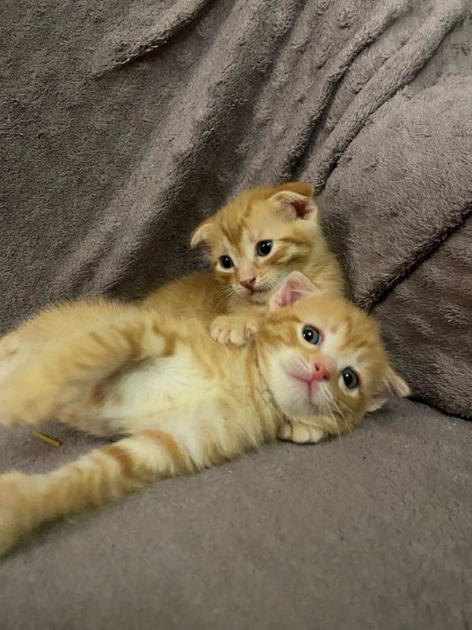 Котята веслоухие