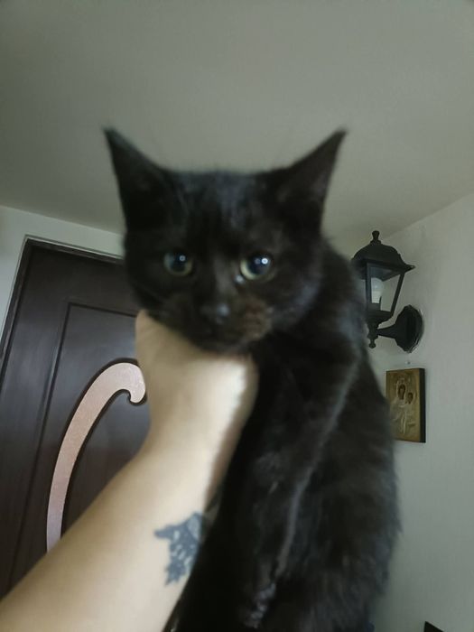 Donez  puiuti foarte frumosi