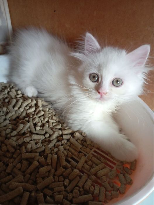 Белоснежный котёнок мальчик 4 мес.