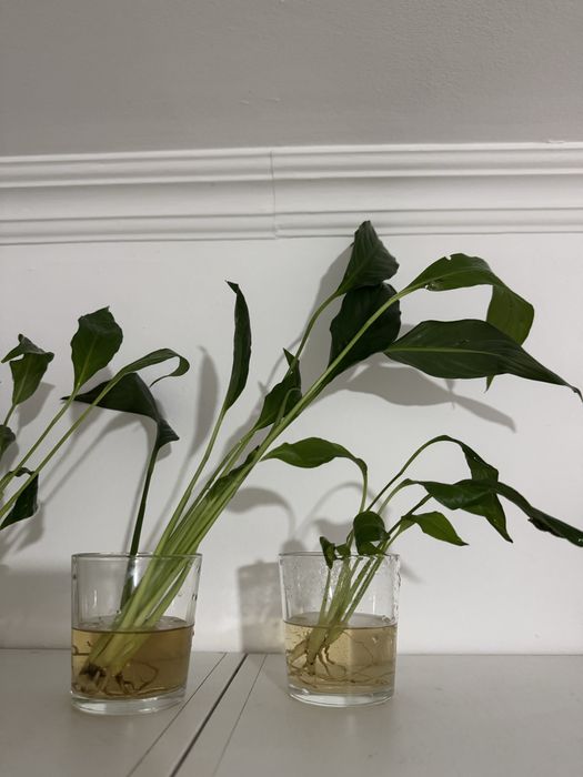 Женское счастье комнатные цветы