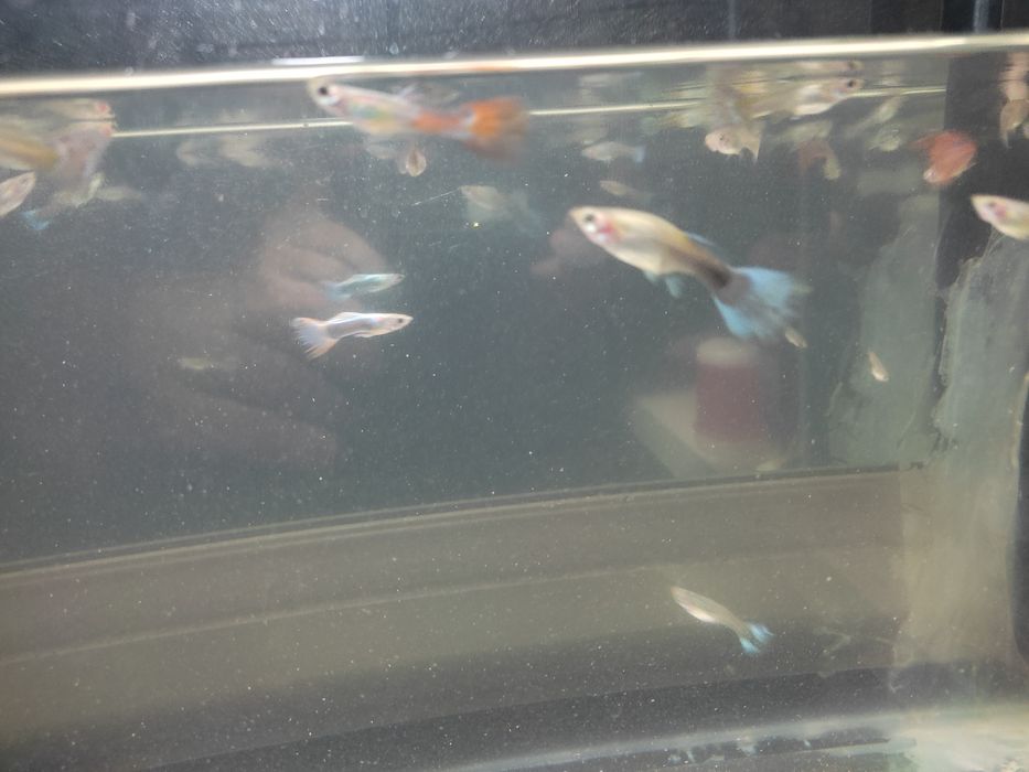 Гуппи сотилади хаммаси бир жойга