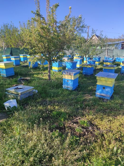 Пчелни семейства