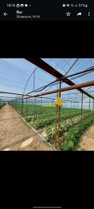Участок теплица готовая