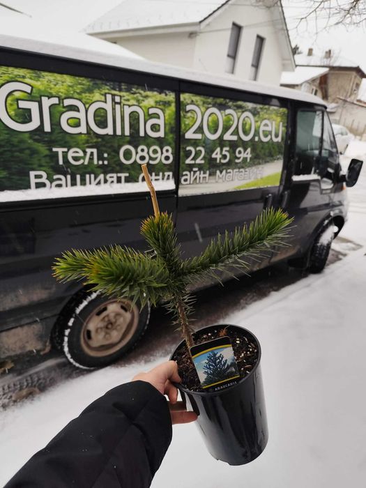 Араукария, Чилийски бор -Araucaria araucana Студоустойчив