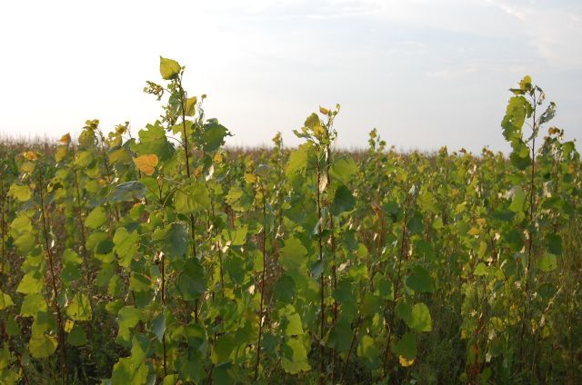 Puieți salcâm frasin fag carpen ulm plop mesteacăn brad molid Tei arin