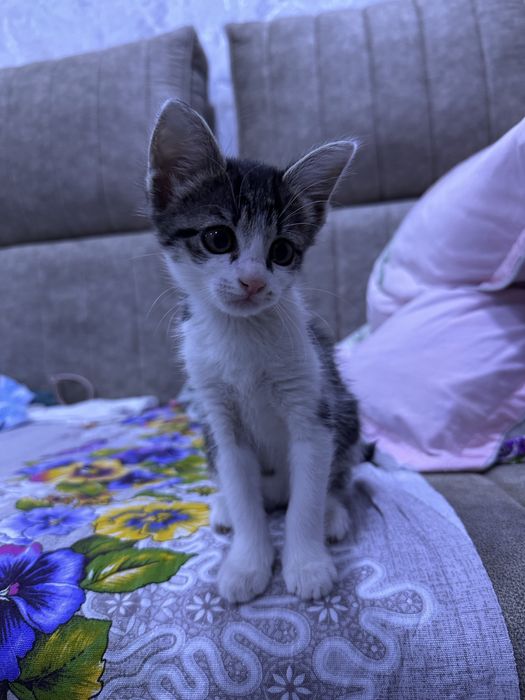 Отдам котёнка (девочка, два месяца) в добрые руки