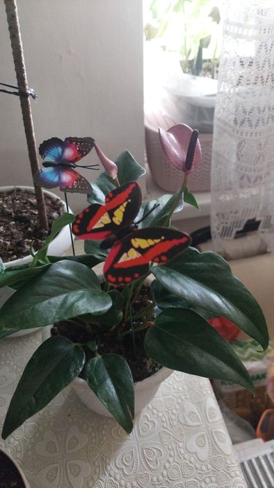 Комнатные цветы ,растения