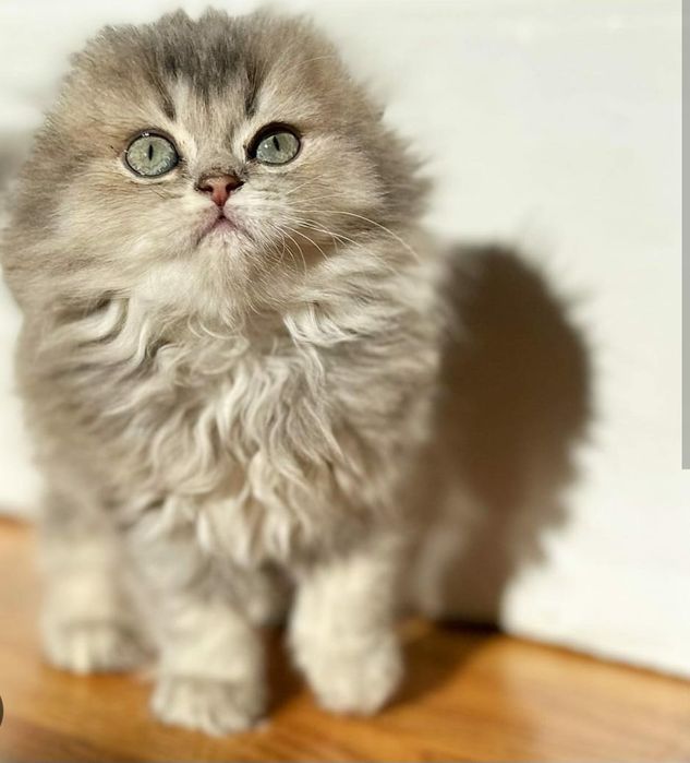 Шикарные котята Хайленд фолд