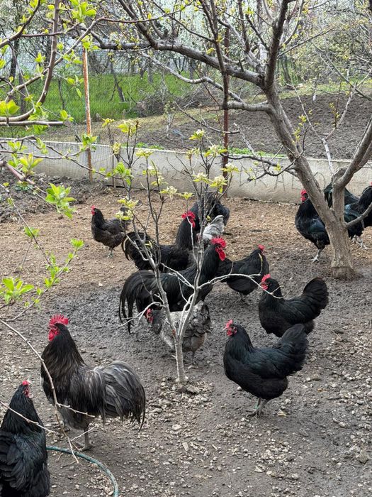 Disponibile familii australorp negru si albastru