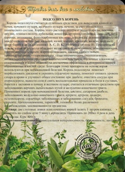 Корень подсолнуха/подсолнечника