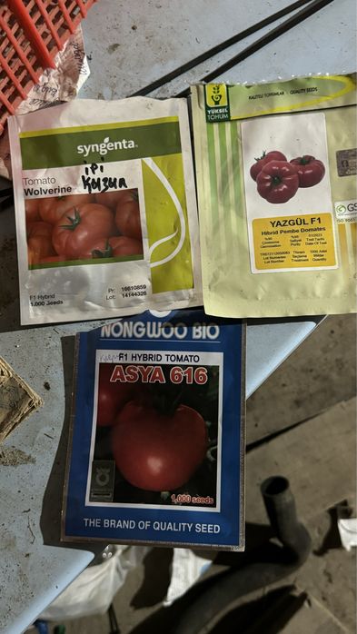 Помидор көшет, саженцы помидора