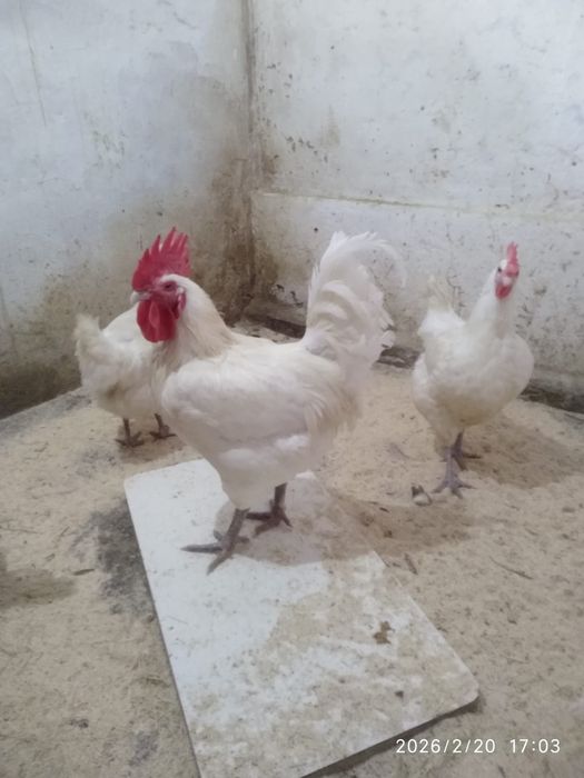 Продам инкубационные яйцо