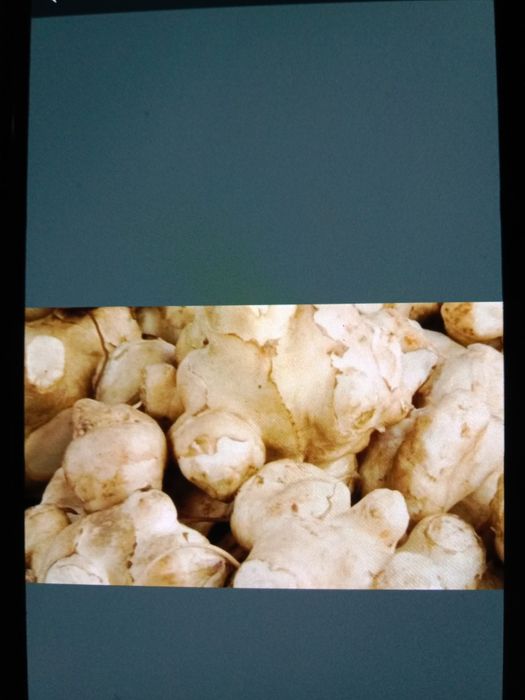 Продам топинамбур