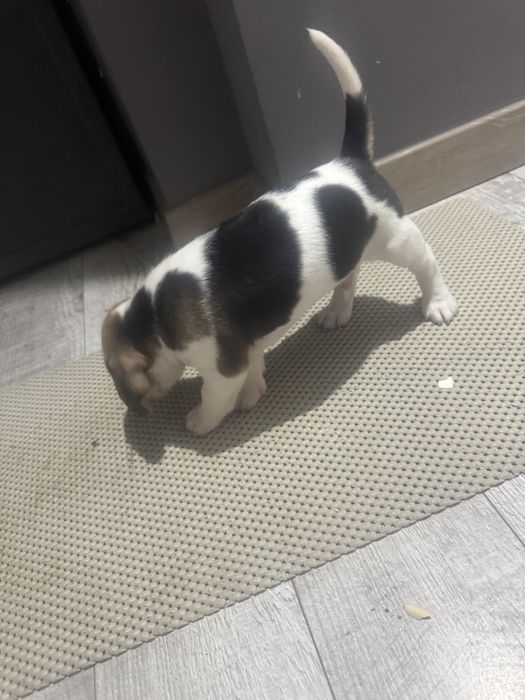 Catel de rasa Beagle