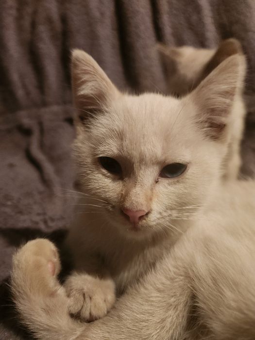 Отдам котят мальчиков